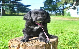 Golden Retriever dogs for sale: Tinker - Image 3