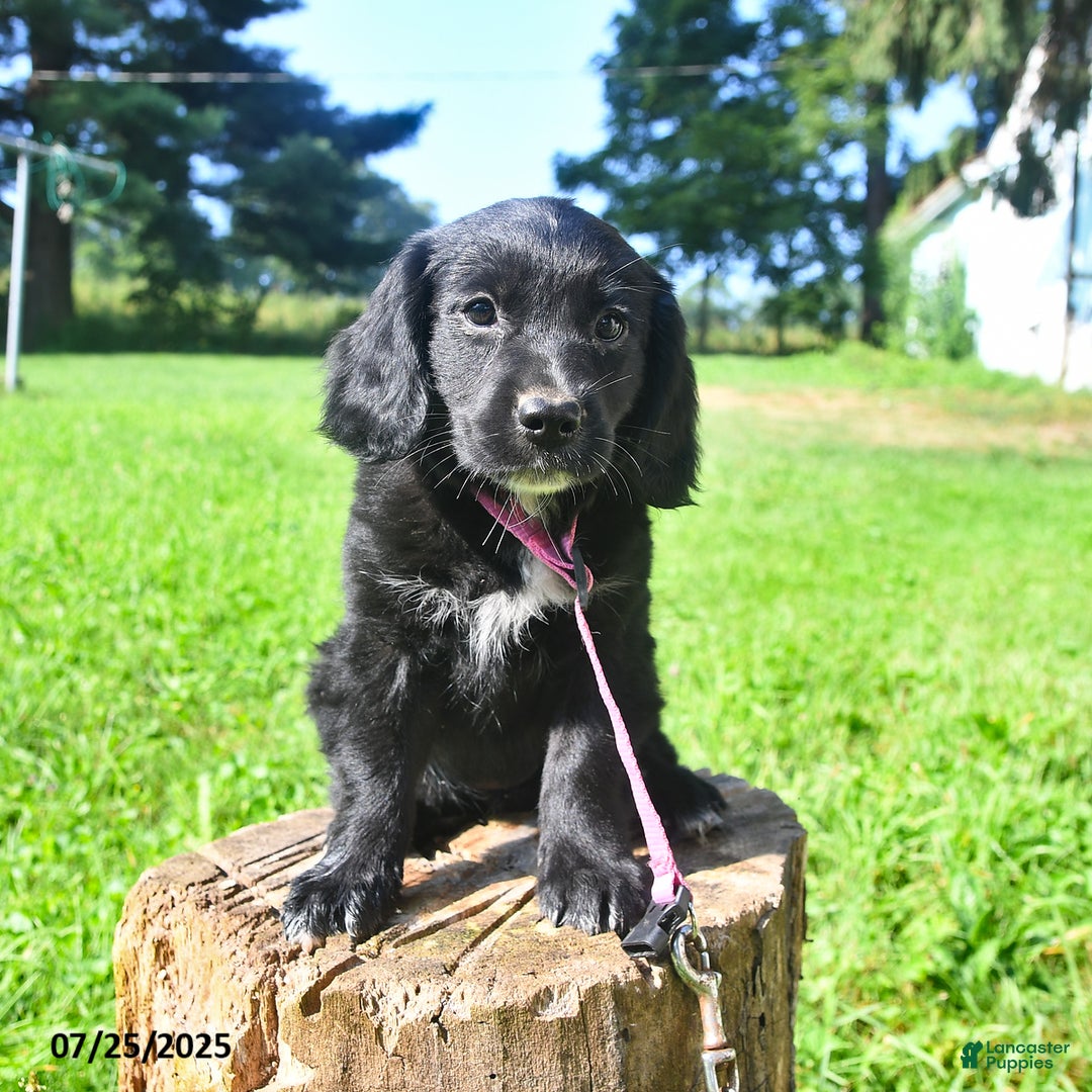Golden Retriever dogs for sale: Tinker - Image 3