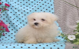 Maltese dogs for sale: Pete - Image 2