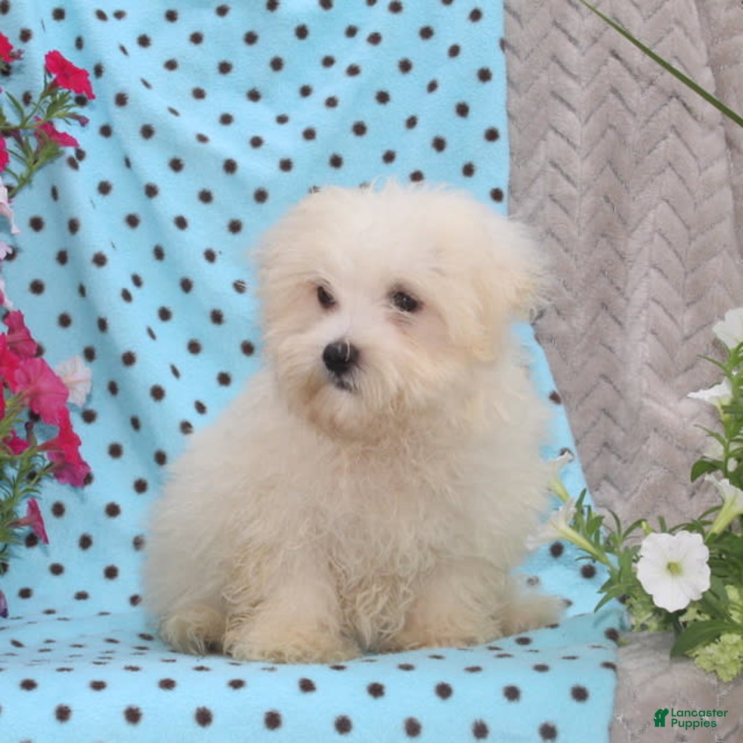 Maltese dogs for sale: Pete - Image 2