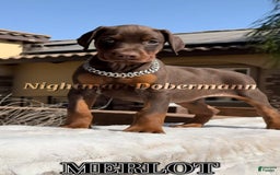 Doberman Pinscher dogs for sale: Malibu - Image 13