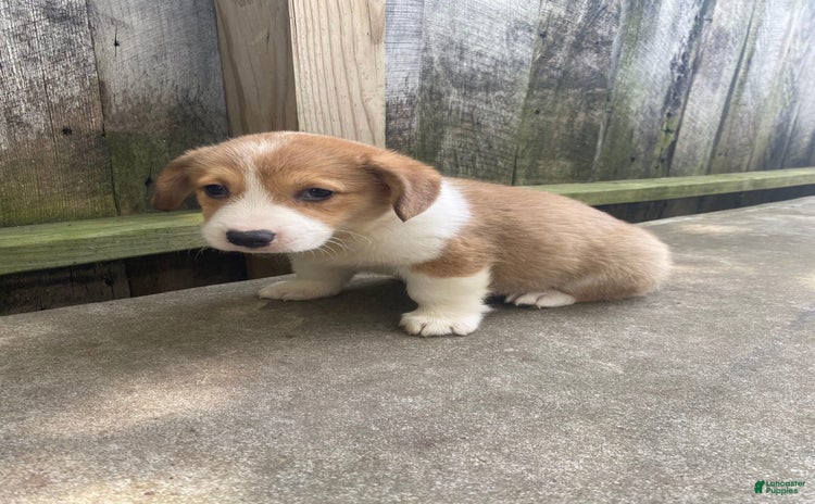 Welsh Corgi Pembroke dogs for sale - Ad 1