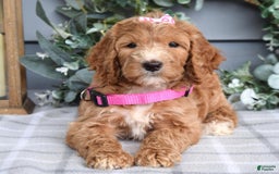 Goldendoodle dogs for sale: Addison - Image 2