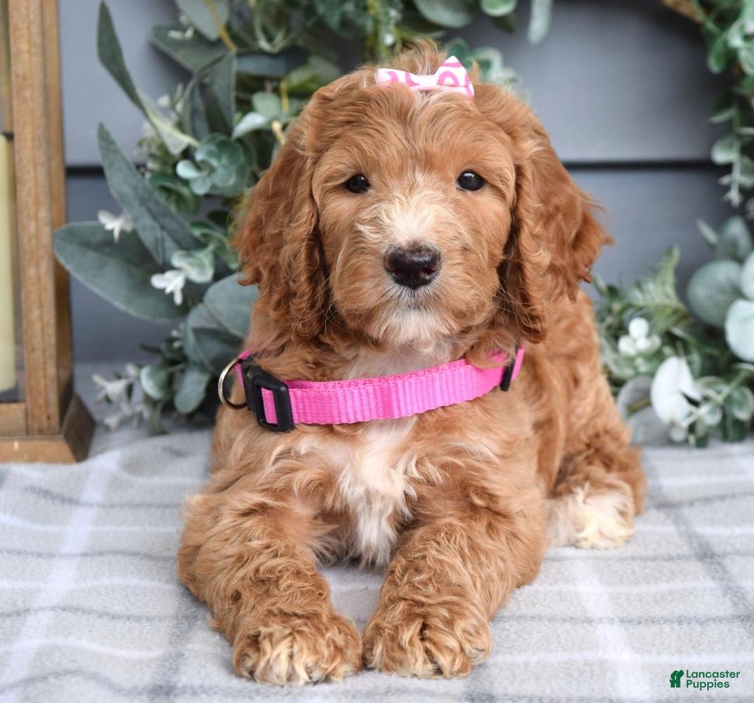 Goldendoodle dogs for sale: Addison - Image 2