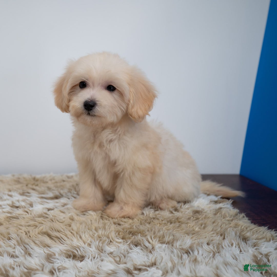 Maltipoo dogs for sale: Myla - Image 3