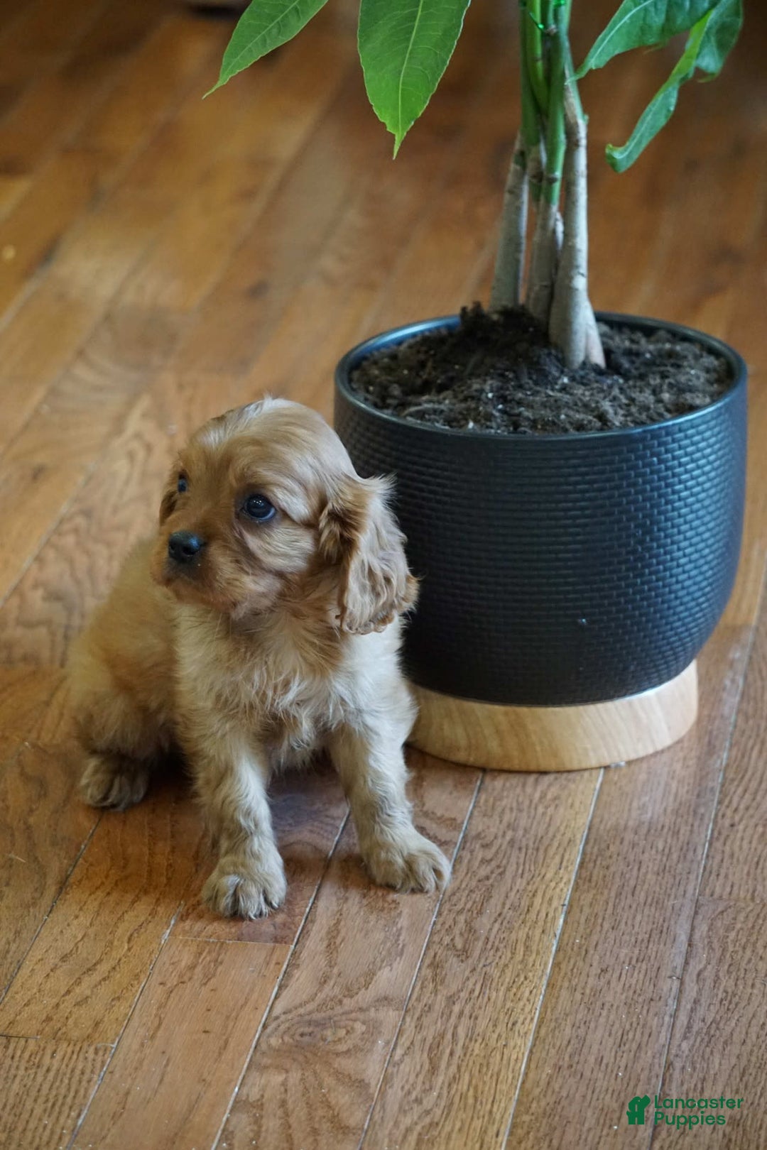 Cavalier King Charles Spaniel dogs for sale: Dallas - Image 7