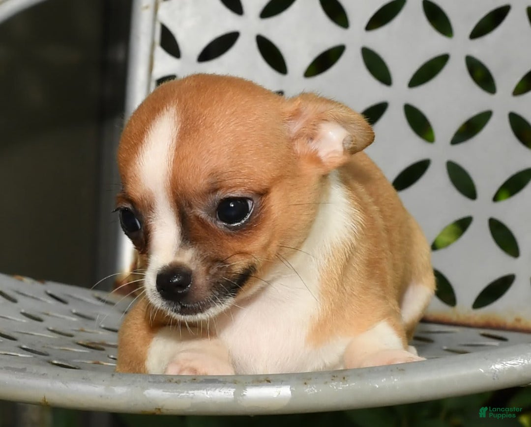 Chihuahua dogs for sale: Leo - Image 6