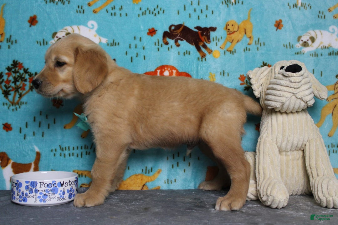 Golden Retriever dogs for sale: Sammy - Image 11