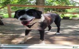 Border Collie dogs for sale: Buddy - Image 4