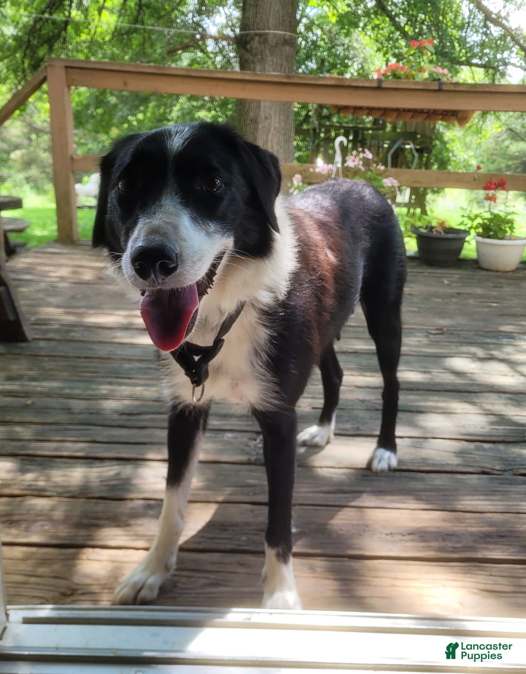 Border Collie dogs for sale: Buddy - Image 4
