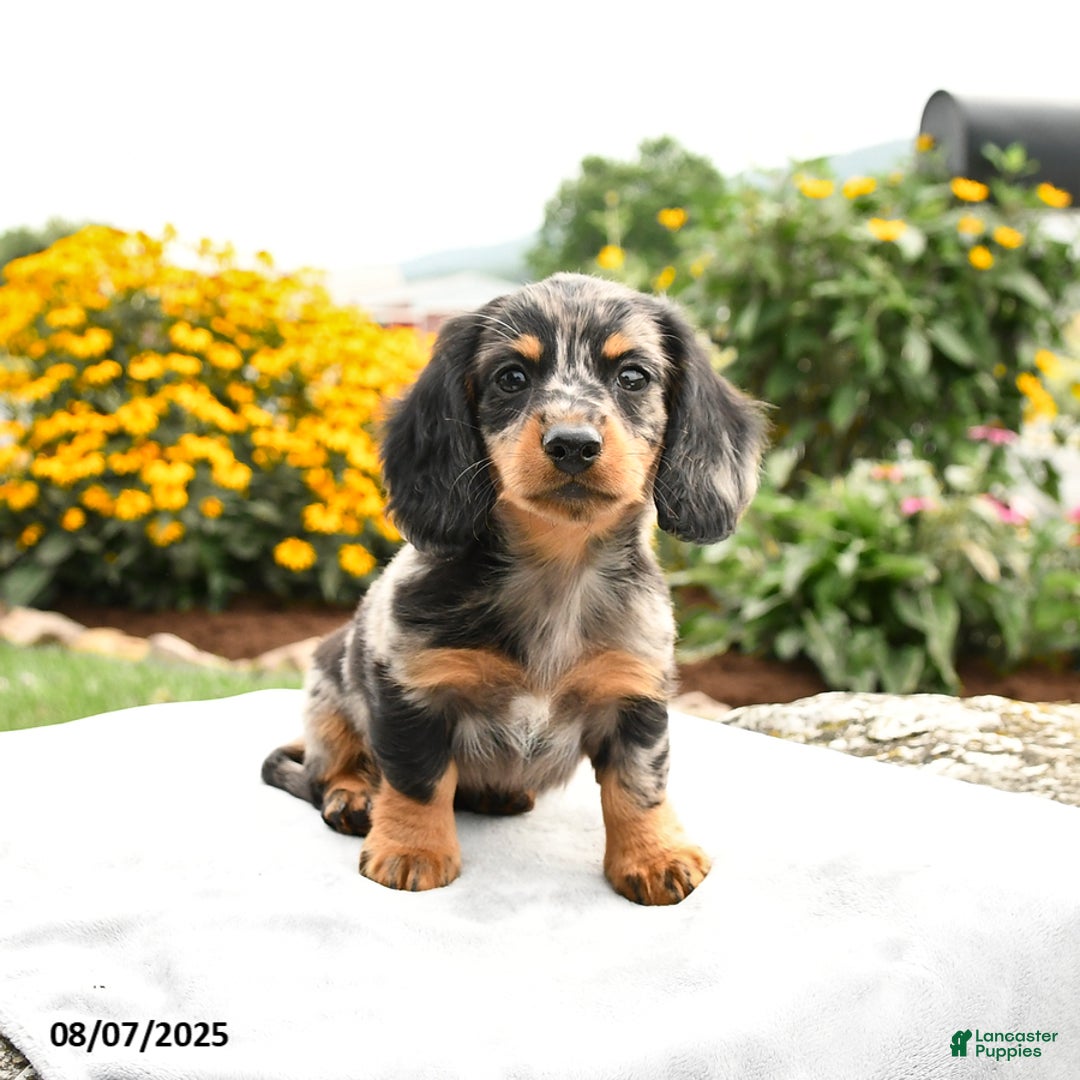 Miniature Dachshund dogs for sale: Checkers - Image 4