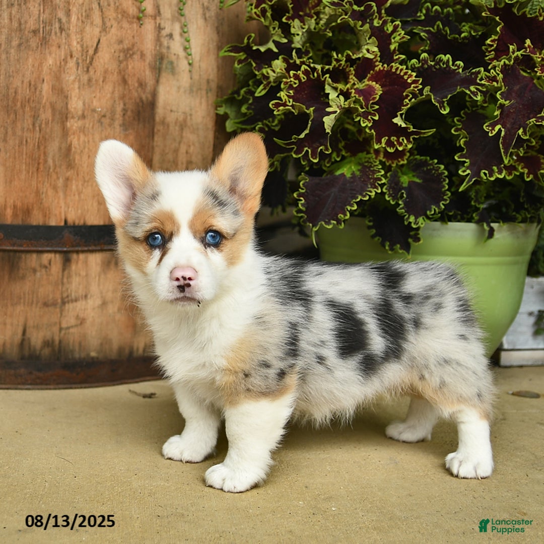 Welsh Corgi Pembroke dogs for sale: Nutmeg - Image 3