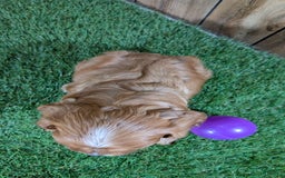 Cavalier King Charles Spaniel dogs for sale: Lucy Girl 3 - Image 1