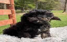 Cavapoo dogs for sale: Kingston - Image 5