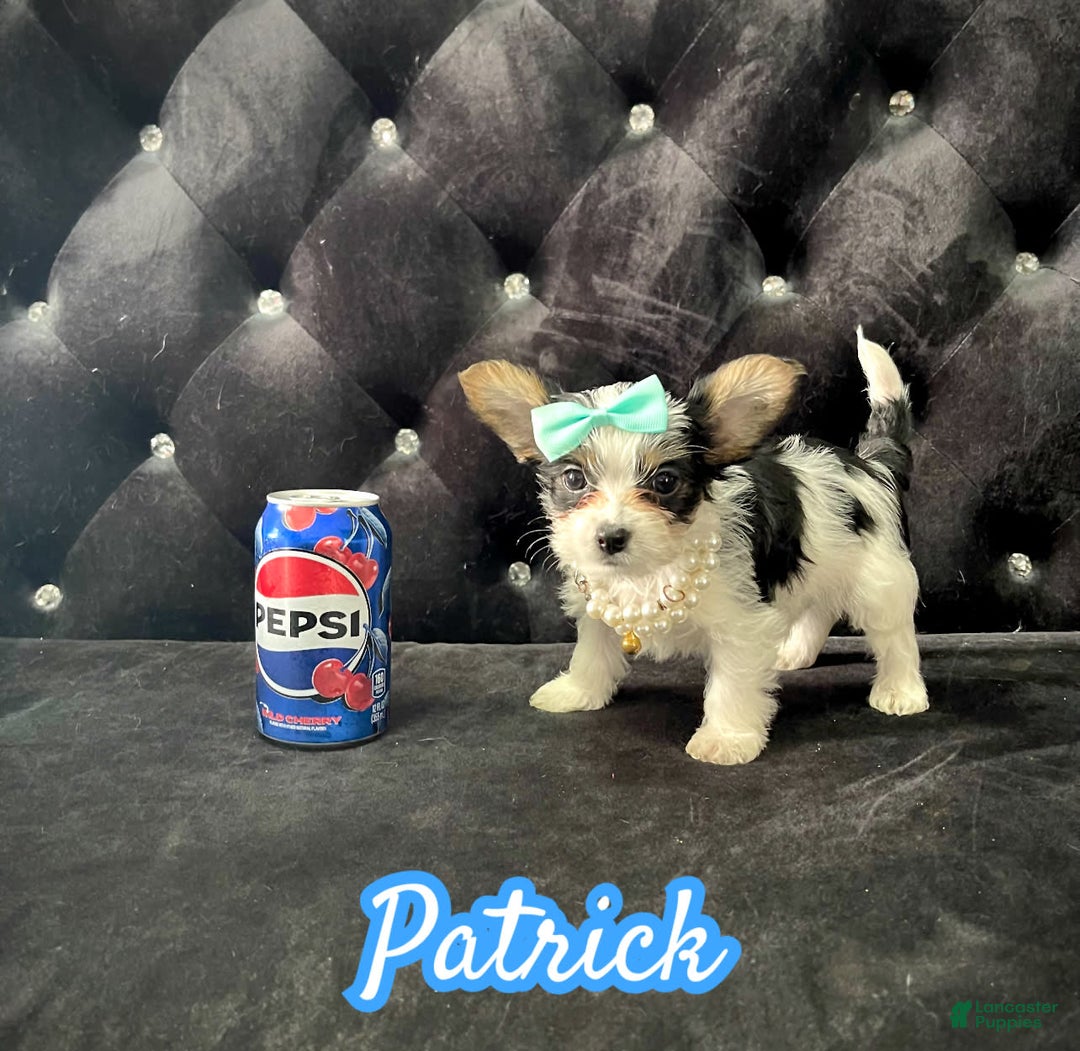 Yorkshire Terrier dogs for sale: Patrick Starr - Image 20