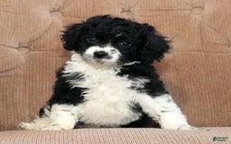 Cockapoo dogs for sale: Brady - Image 1