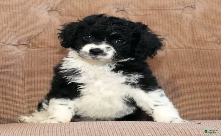 Cockapoo dogs for sale - Ad 2