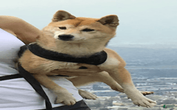 Shiba Inu dogs for sale: Keanu - Image 3