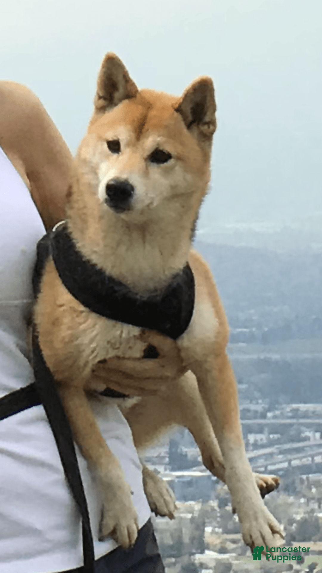 Shiba Inu dogs for sale: Keanu - Image 3