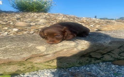 Miniature Dachshund dogs for sale: Beans - Image 12