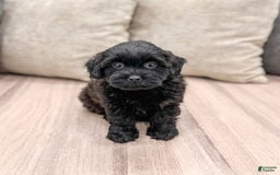 Shihpoo dogs for sale: Ollie - Image 1