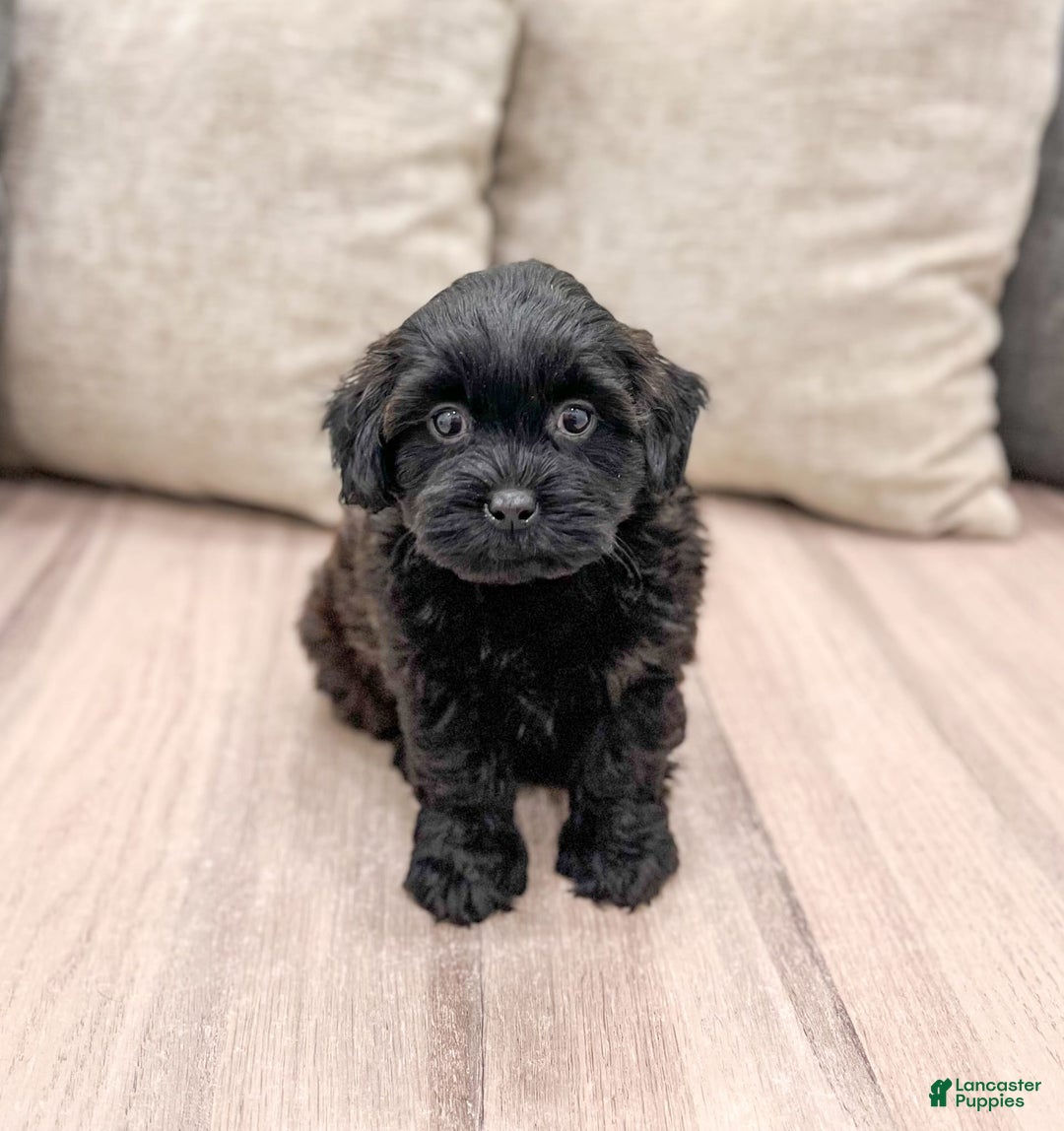 Shihpoo dogs for sale: Ollie - Image 1