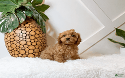 Cavapoo dogs for sale: Zena - Image 1
