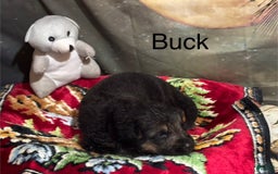 German Shepherd dogs for sale: Buck - Image 1