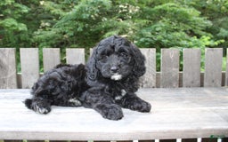 Mini Goldendoodle dogs for sale: Keith - Image 6