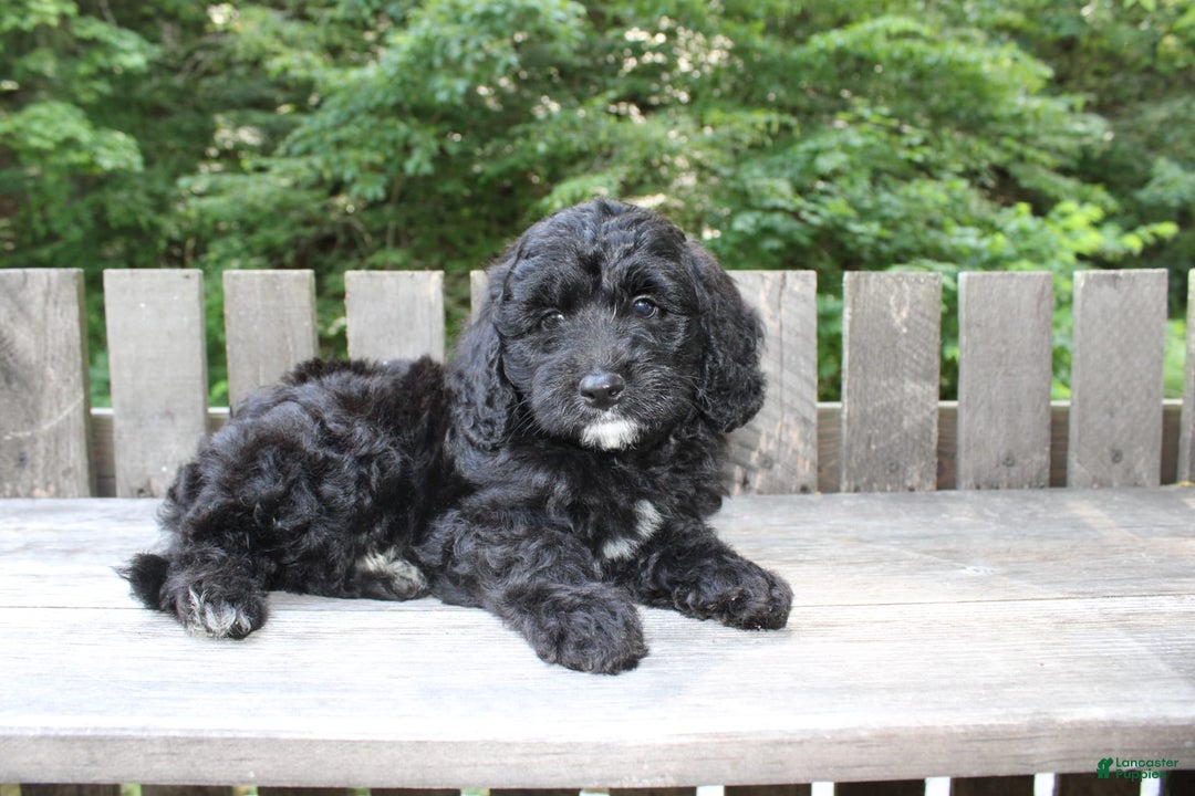 Mini Goldendoodle dogs for sale: Keith - Image 6