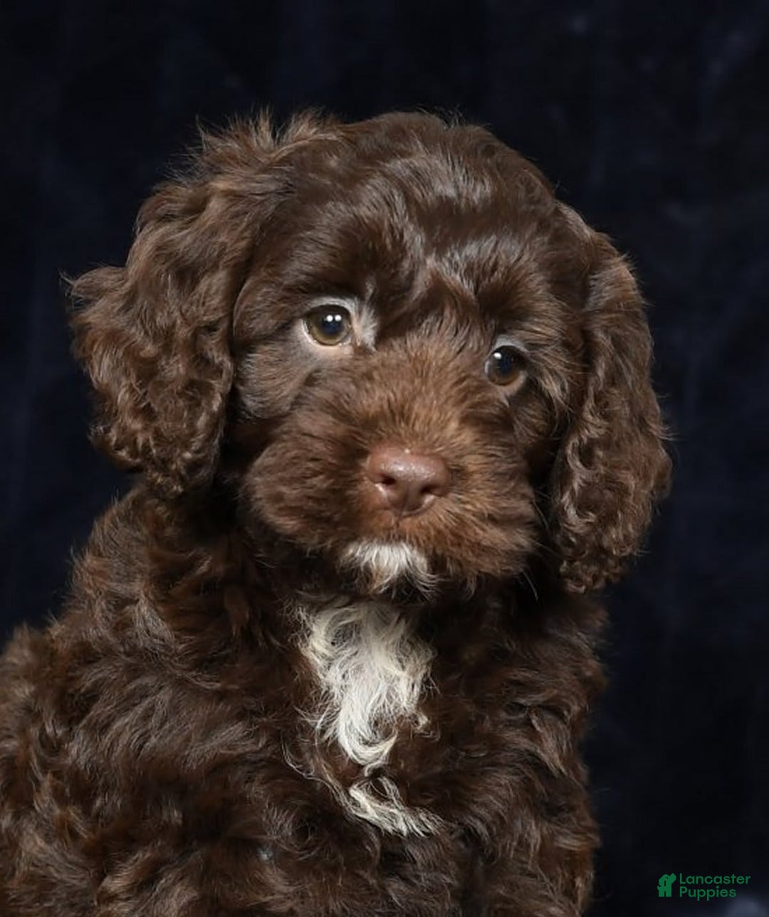 Cavapoo dogs for sale: Joey - Image 5