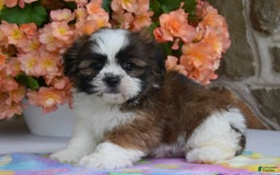 Shih Tzu dogs for sale: Rambo - Image 4