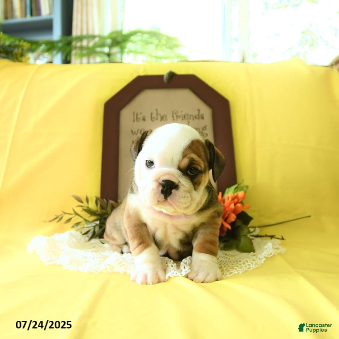 English Bulldog dogs for sale: Katrina - Image 2