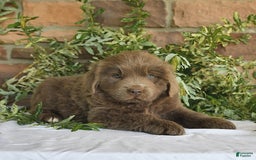 Newfoundland dogs for sale: Violet - Image 2