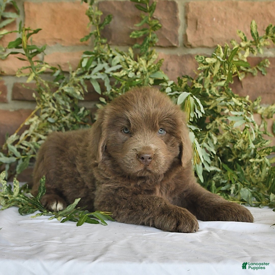 Newfoundland dogs for sale: Violet - Image 2