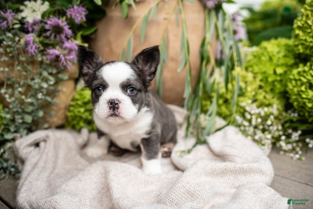 French Bulldog dogs for sale: Ace - Image 5