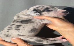 Great Dane dogs for sale: Lilly - Merle - Image 2