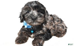 Cockapoo dogs for sale: Wanda - Image 5