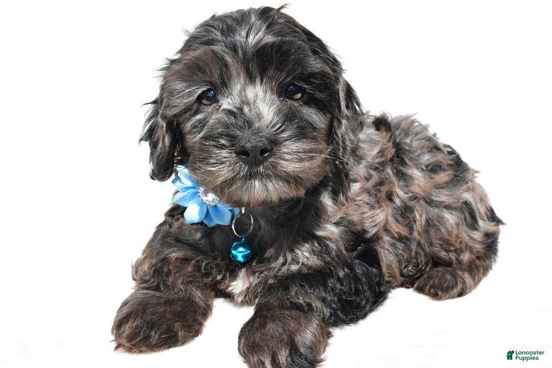 Cockapoo dogs for sale: Wanda - Image 5