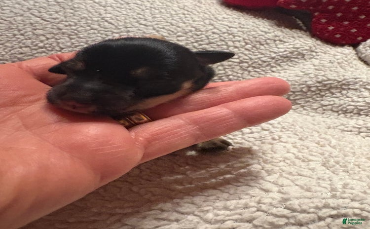 Miniature Schnauzer dogs for sale - Ad 3