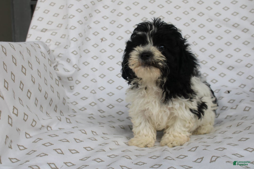 Shihpoo dogs for sale: Super - Image 2