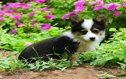 Welsh Corgi Pembroke dogs for sale: Tucker Fluffy - Image 27