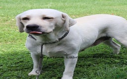 Labrador Retriever dogs for sale: Gemma - Champ Lines - Image 4