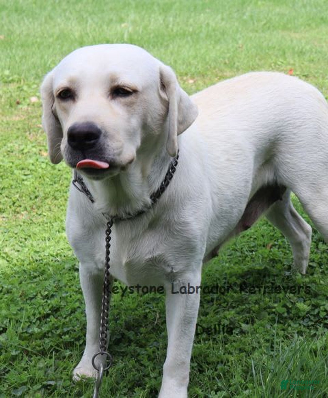 Labrador Retriever dogs for sale: Gemma - Champ Lines - Image 4