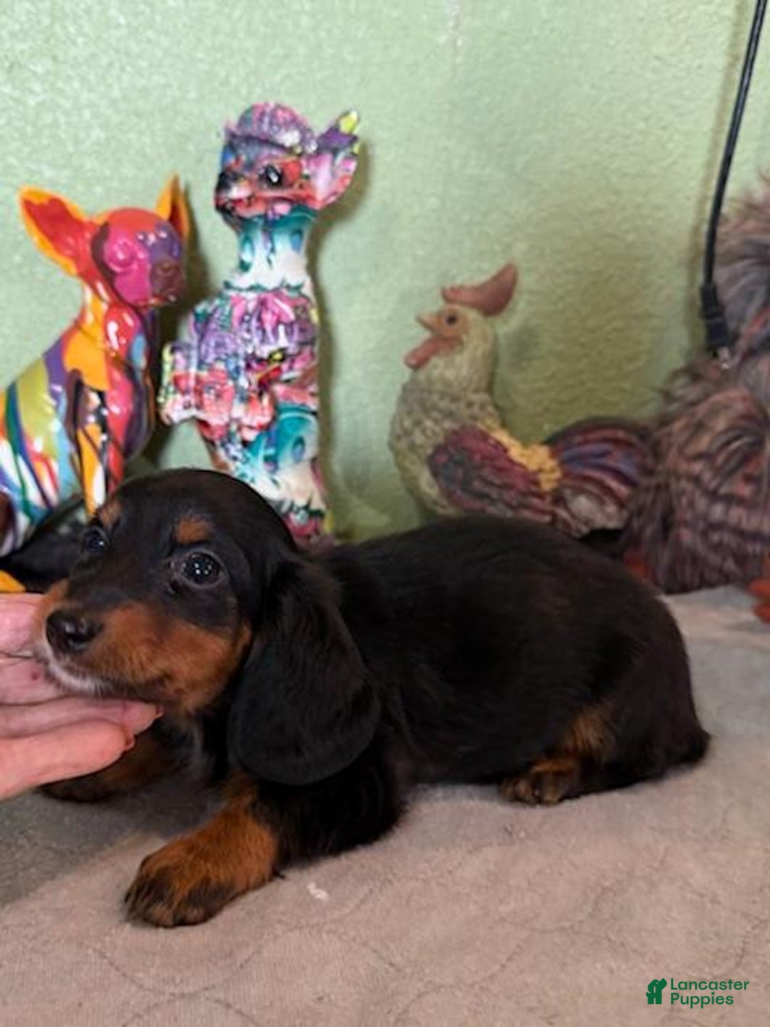 Miniature Dachshund dogs for sale: Gena - Image 3