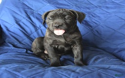 Cane Corso dogs for sale: Meadow - Image 6