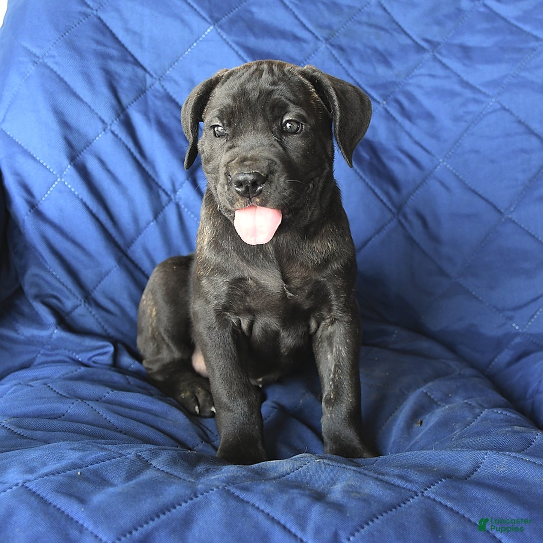 Cane Corso dogs for sale: Meadow - Image 6