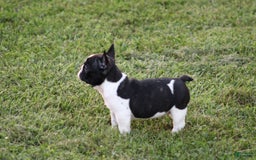 French Bulldog dogs for sale: Natalie - Image 16