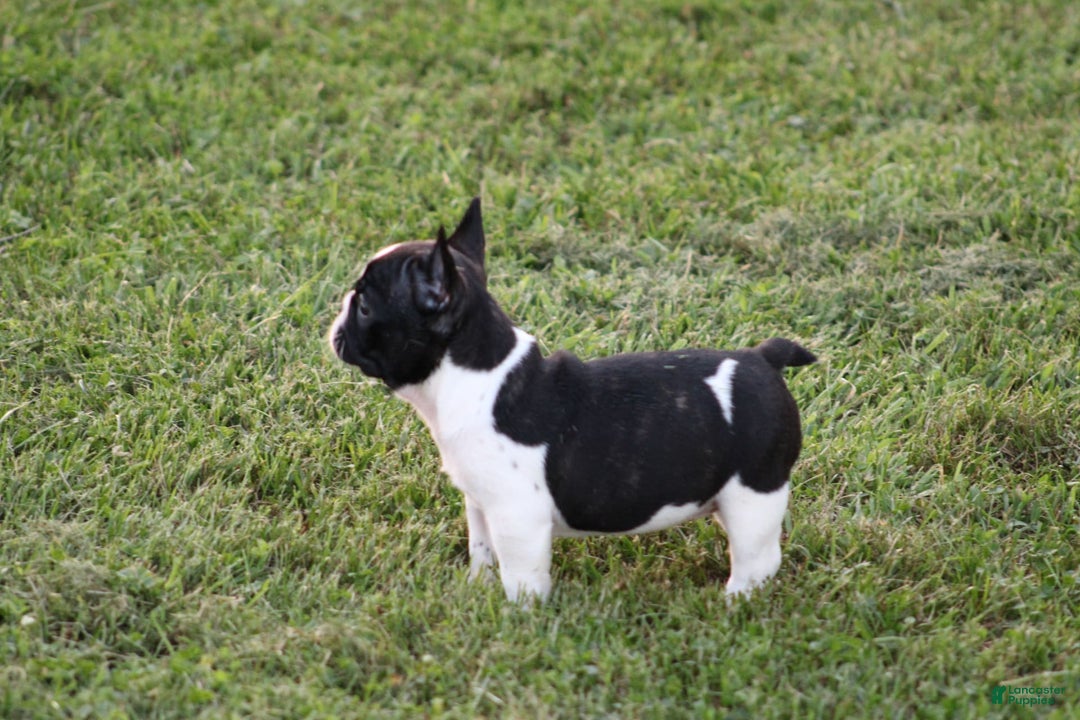 French Bulldog dogs for sale: Natalie - Image 16