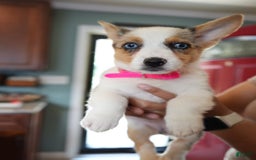 Welsh Corgi Pembroke dogs for sale: Mrs Pink - Image 6